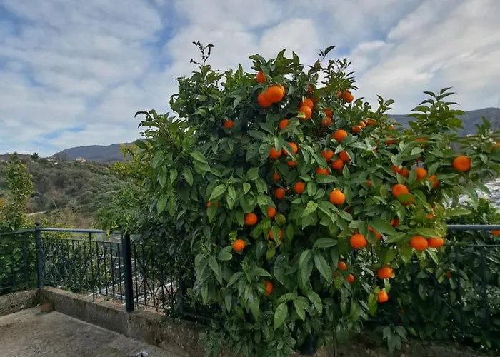 Patara's Saranda
